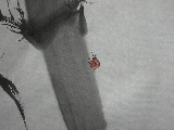 Red beatle