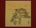 Pine tree (longlife)