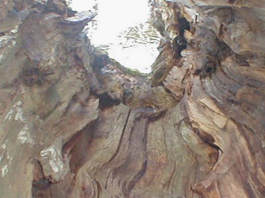 Im Baum in die Vergänglichkeit schauen