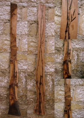 Kiefer und Bambus