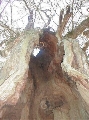 Im Baum